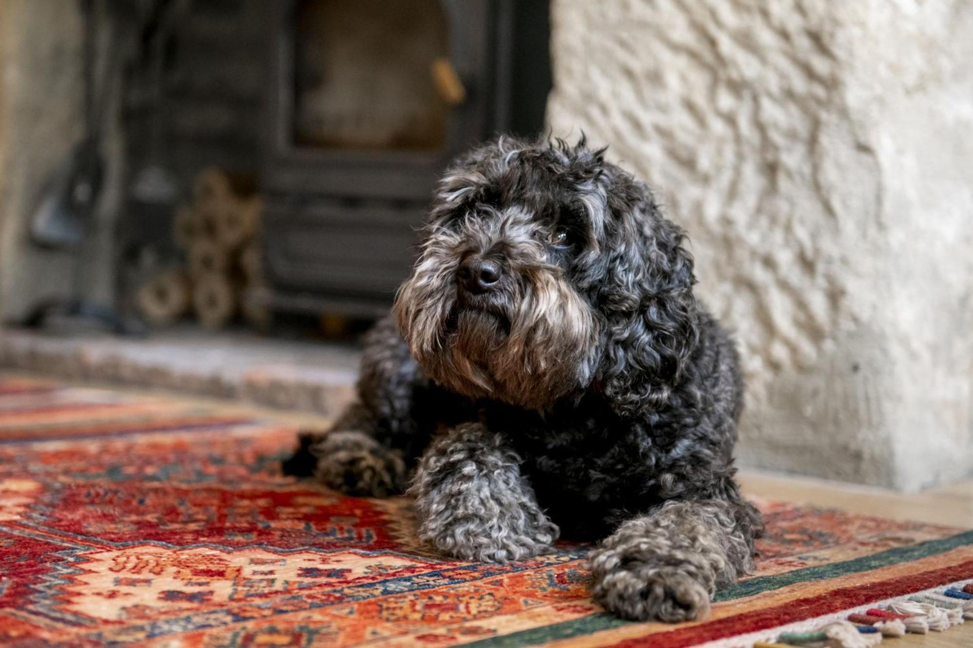 Jenny Wren Cottage Middleham Dış mekan fotoğraf